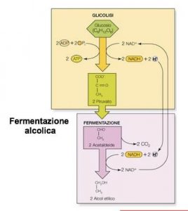 Figura 3. Schema della fermentazione alcolica attraverso cui i lieviti riducono il glucosio ad alcol etilico ed anidride carbonica (Fonte)
